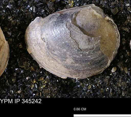 Limopsis striatopunctatus