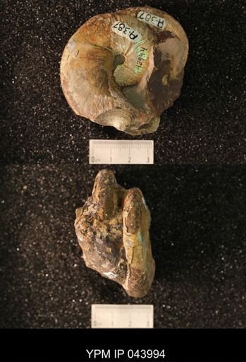 Hoploscaphites nicolletii
