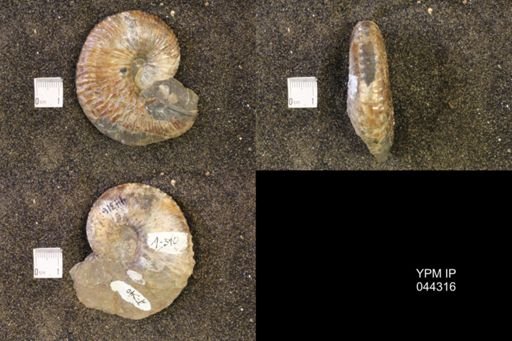 Jeletzkytes nebrascensis
