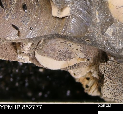 Limopsis striatopunctatus