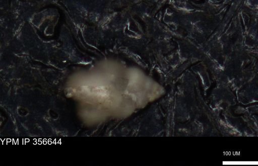 undet. Foraminiferida
