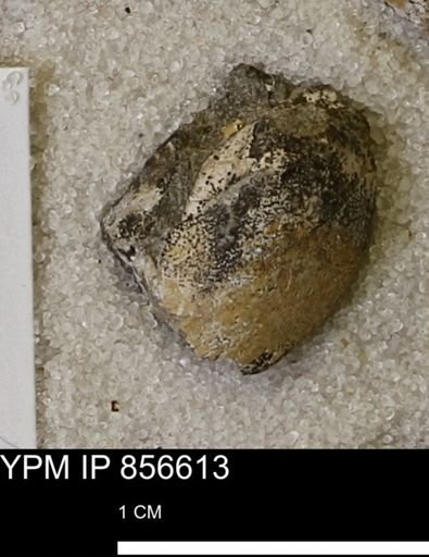 Limopsis striatopunctatus