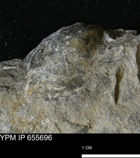 Oxytoma (Hypoxytoma) nebrascana