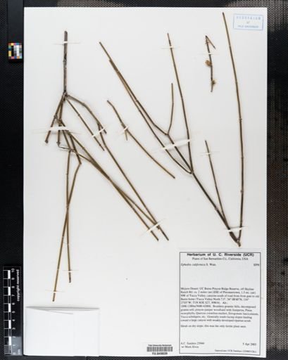 Ephedra californica