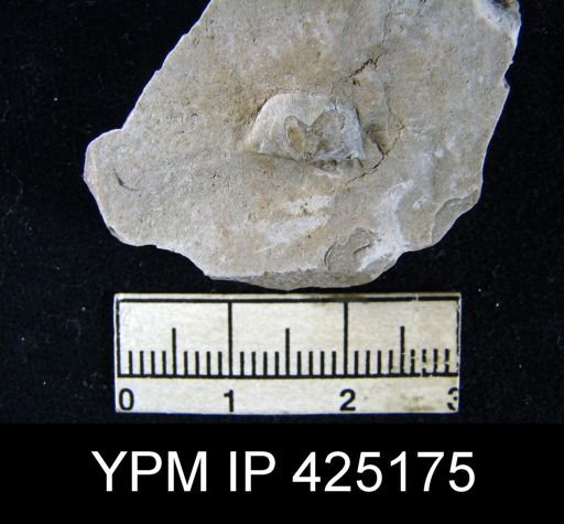 Chonetina flemingi var. plebeia