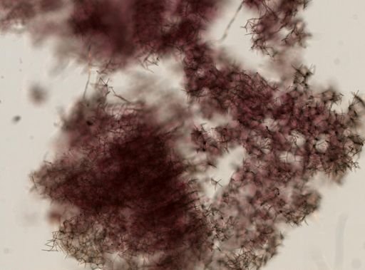 Haliclona cinerea