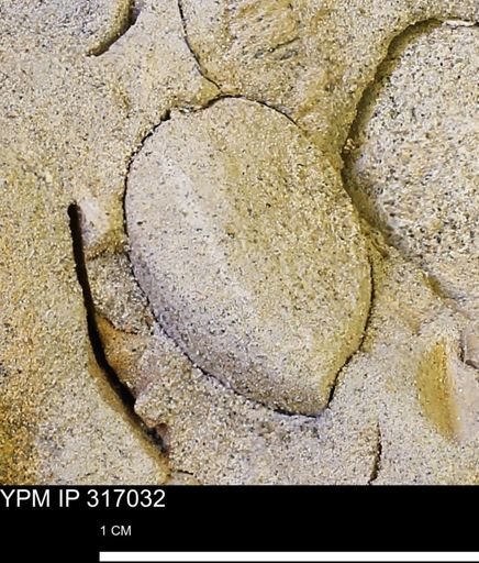undet. Mollusca