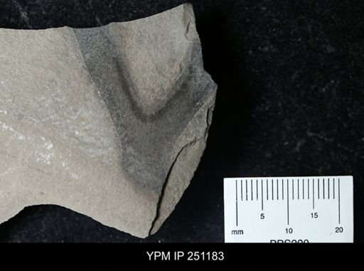 Inocaulis sp.