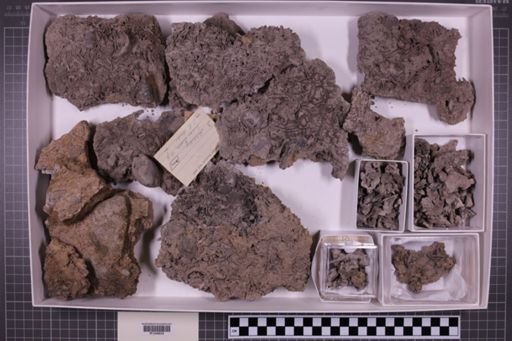 mixed taxa, stratigraphic collection
