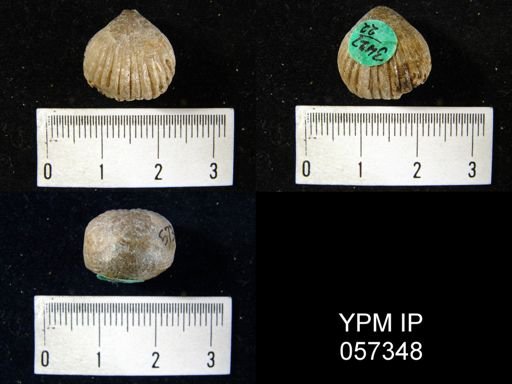 Uncinulus sp.