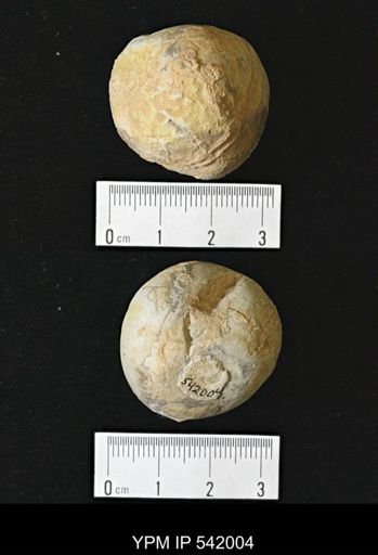 Pseudofossil