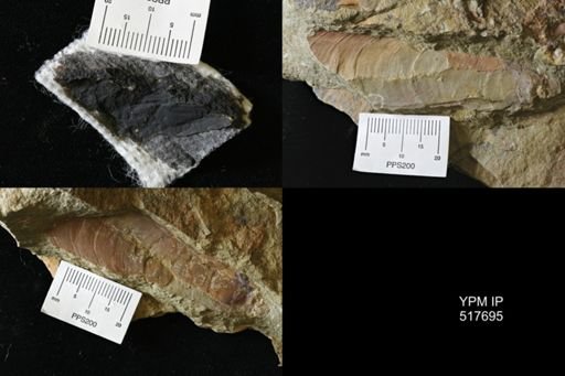 undet. Hyolithida