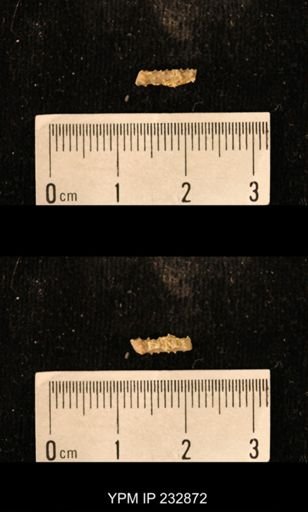 Archaeocidaris sp.