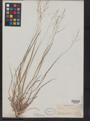 Panicum linearifolium