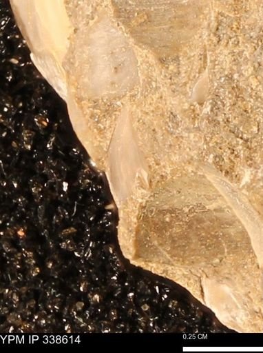 Protocardia subquadrata