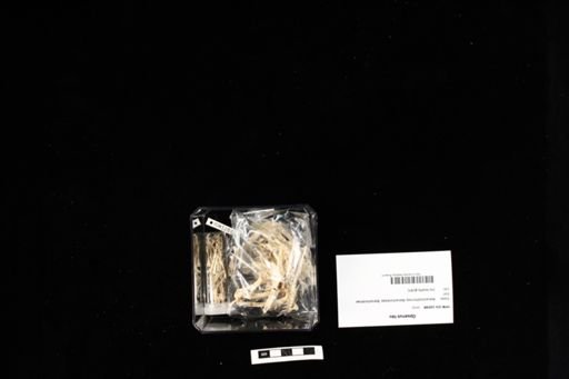 Opsanus tau