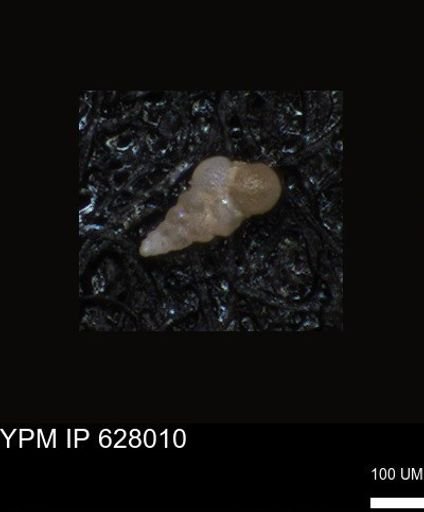undet. Foraminiferida