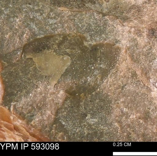 Inoceramus cuneatus