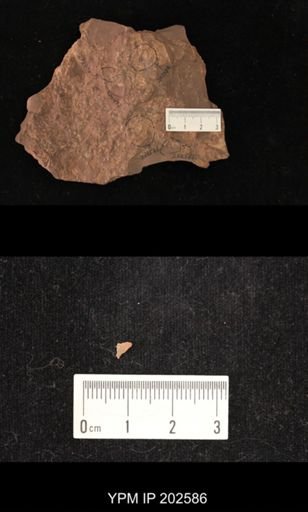 Holcoptera schlotheimi