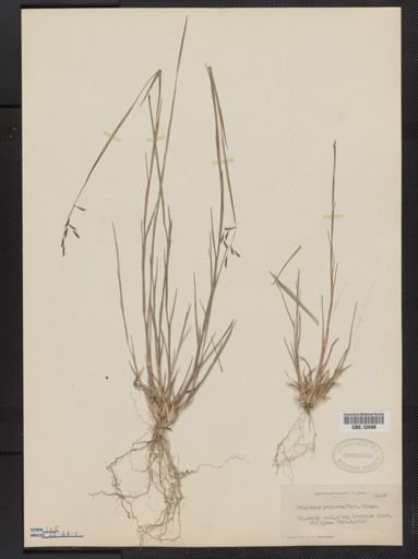 Triplasis purpurea