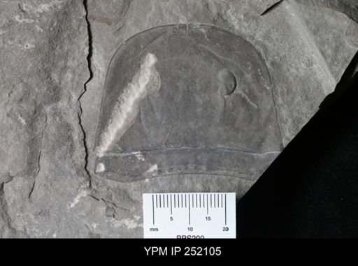 Eurypterus sp.