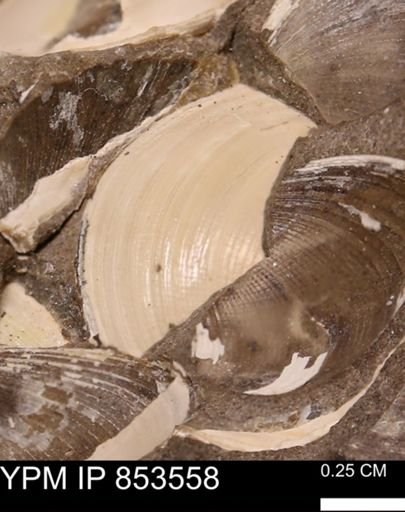 Limopsis striatopunctatus