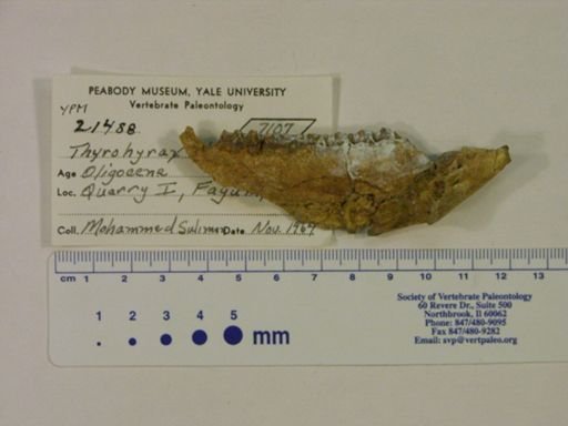 Thyrohyrax domorictus