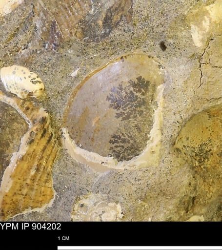 undet. Bivalvia
