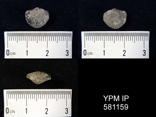 undet. Atrypidae