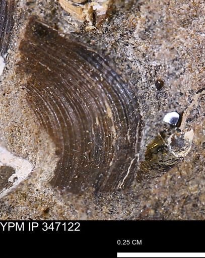 Limopsis striatopunctatus