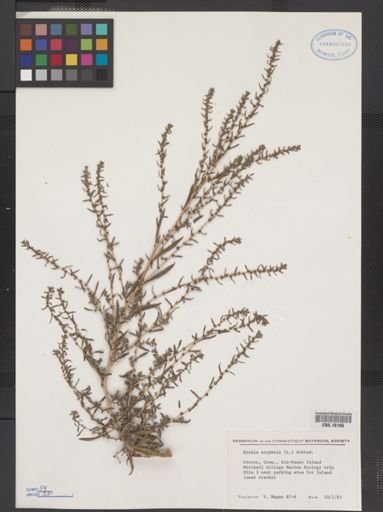Kochia scoparia