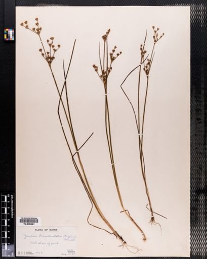 Juncus brevicaudatus