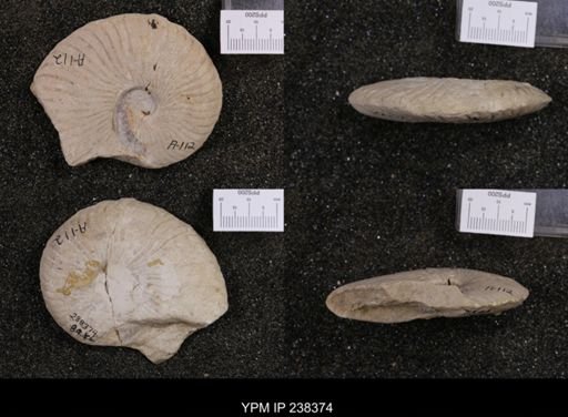 Oxytropidoceras (Oxytropidoceras)