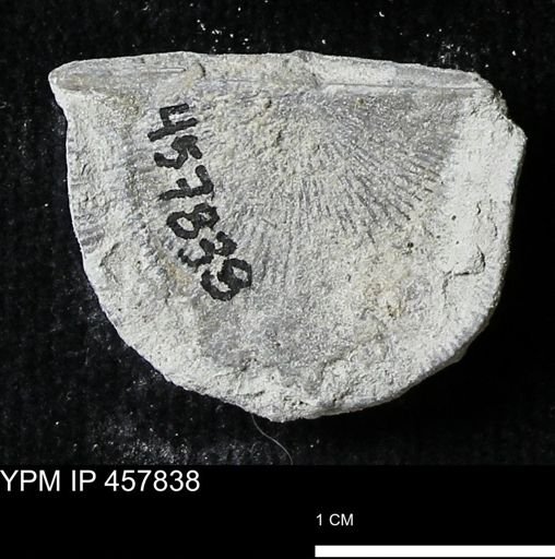Strophodonta sp.