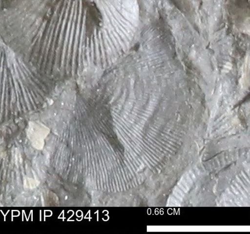 Leptostrophiidae