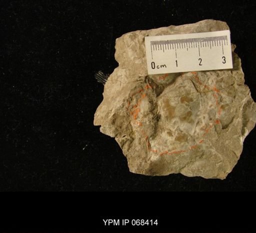 Strophomena sp.