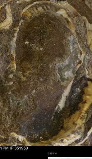 undet. Bivalvia