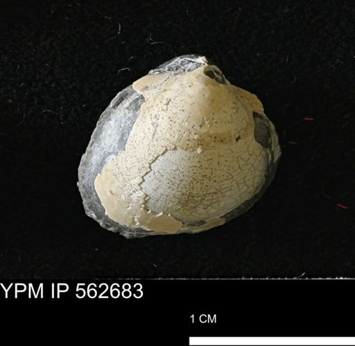 Limopsis striatopunctatus