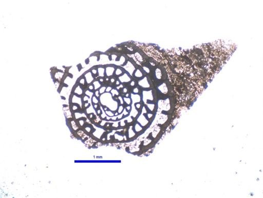 Schwagerina dispansa