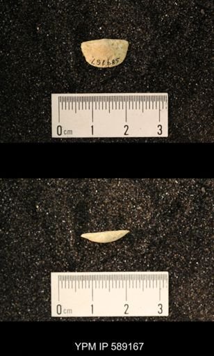 Sowerbyella sp.