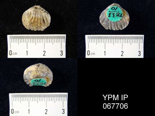 Uncinulus nucleolatus