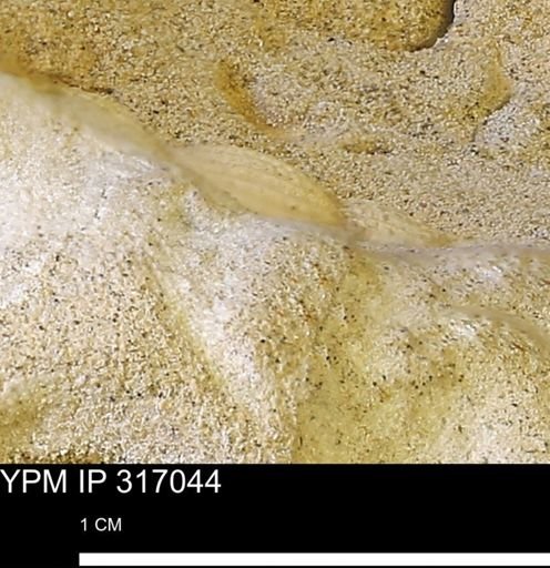 undet. Mollusca