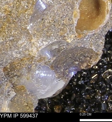 Protocardia subquadrata