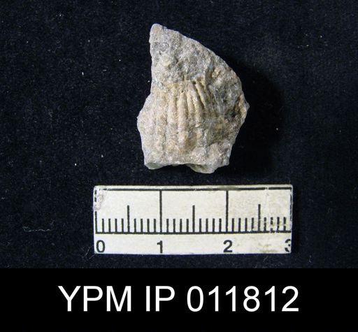Marginifera reticulata angusta