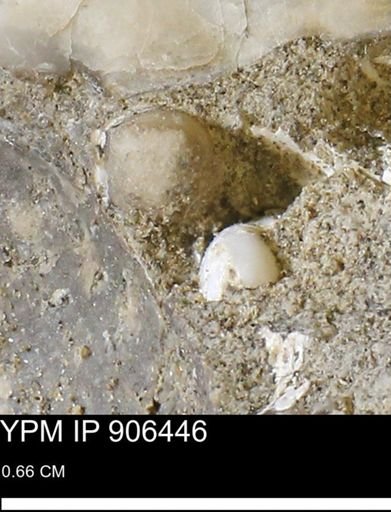 undet. Mollusca