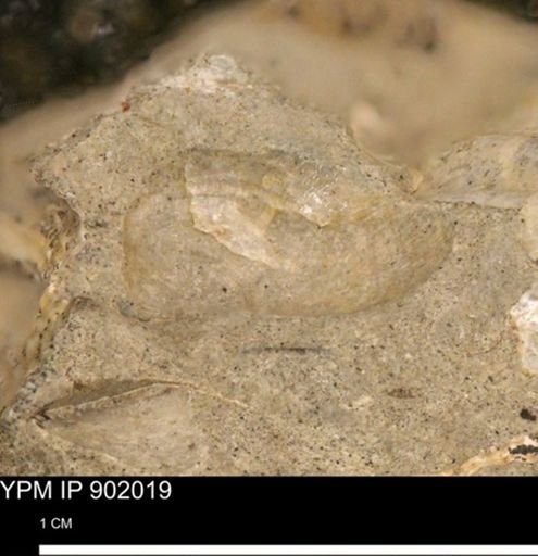 undet. Bivalvia