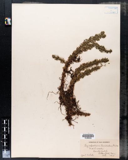 Lycopodium lucidulum