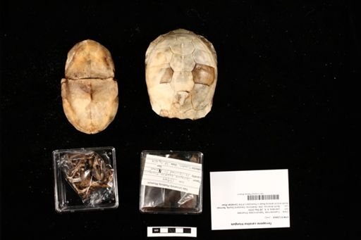 Terrapene carolina triunguis
