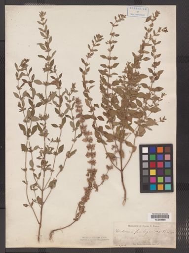 Hedeoma pulegioides