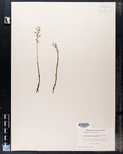 Corallorhiza trifida